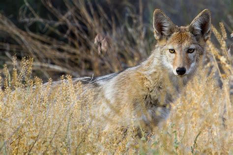 Dazzling Desert Adventures: The Animals of the Desert