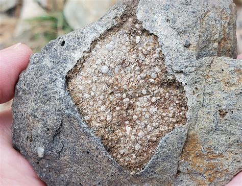 fossil? or geologic? - Fossil ID - The Fossil Forum