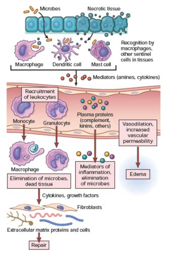 Inflammation And Repair Flashcards Quizlet