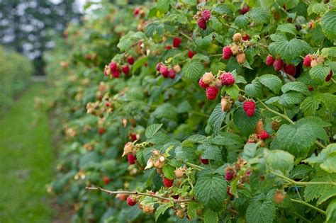 Podsyp tym maliny na wiosnę a już w lecie łodygi będą uginać się od