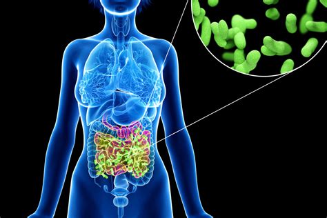 The Importance of the Gut Microbiome - Dr. Tanya Hudson