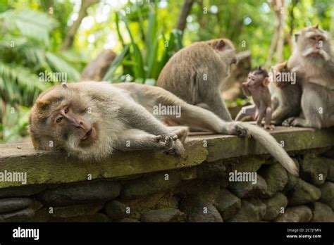 Monkeys In Ubud Bali Stock Photo Alamy