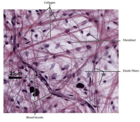 Reticular Fiber Histology