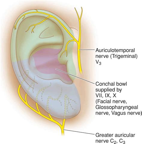 Ear | Plastic Surgery Key