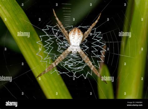 Female Argiope Aetherea Hi Res Stock Photography And Images Alamy