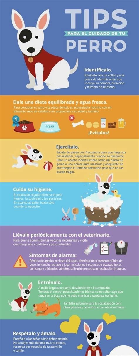 Qué Necesitas Para Cuidar A Un Perro