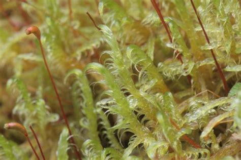 Boreal Forest Moss And Lichens The Boreal Encyclopedia