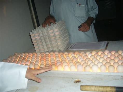 Candling of hatching eggs at hatchery. Ref: 32673