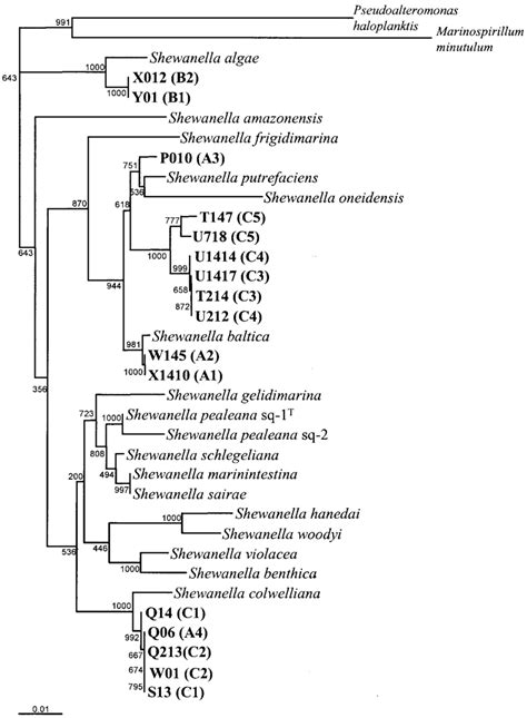 Phylogenetic Tree Based On 16s Rrna Gene Sequence Comparison Showing