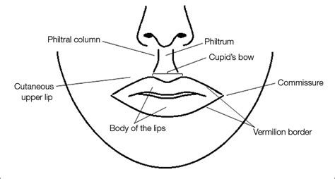 Anatomy Of The Lips Pdf - Infoupdate.org