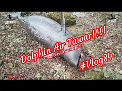 Dolphin Air Tawar Terdampar Kayak Fishing Melaka Hafizangler Vlog84