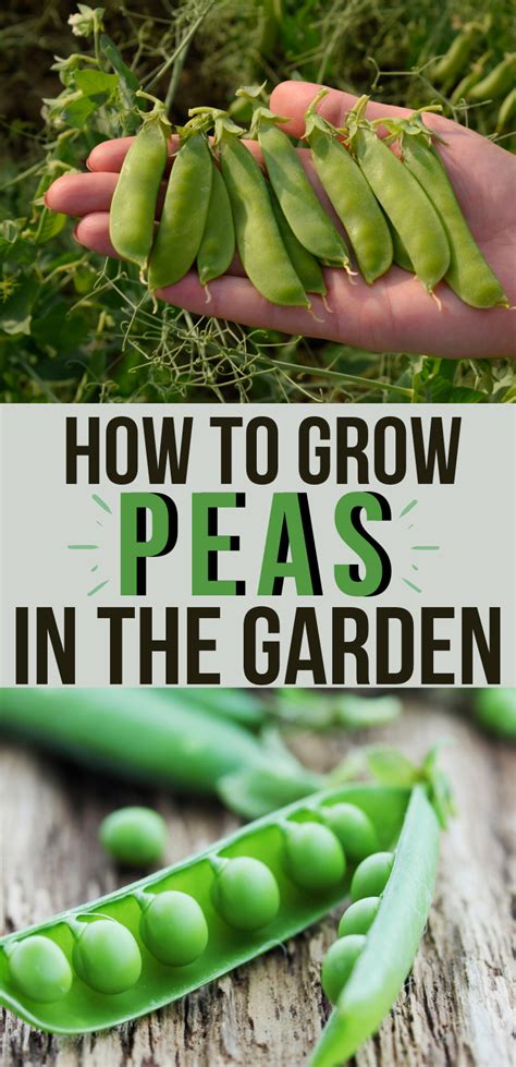 Growing Peas Everything You Need To Know Homesteading Where You Are Growing Peas Easy