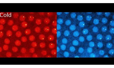 Nucleolus forms via combination of active and passive processes