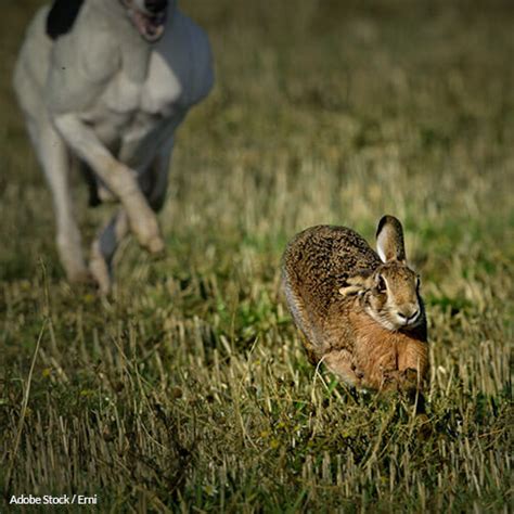 Ireland: Stop the Barbaric Practice of Hare Coursing | Take Action ...