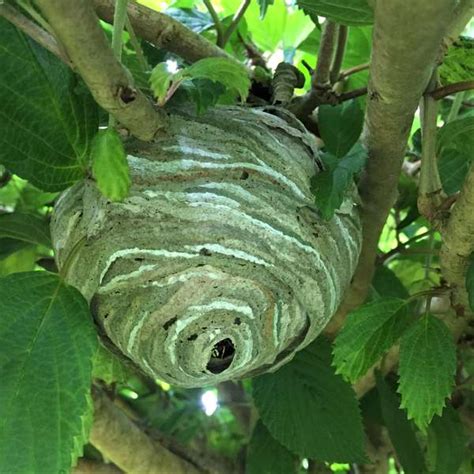 Wasp Nests To Remove Or Not To Remove Hanna S Bees