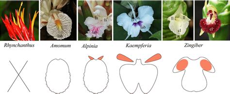 Three typical types of labellum in Zingiberaceae. Representative genera ...