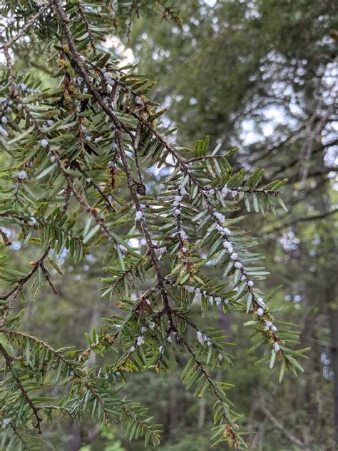 Landscape: Hemlock Woolly Adelgid | Center for Agriculture, Food, and ...