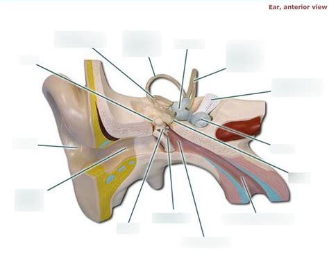 Ear Anterior View Diagram Quizlet