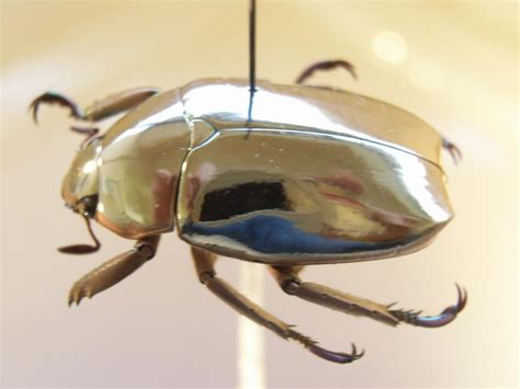 Are scarab beetles dangerous? (Scarabaeidae) Interesting facts - Funny ...