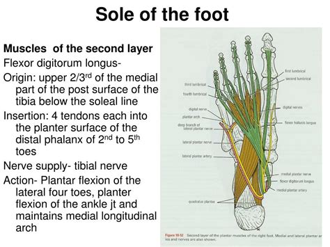 Ppt Sole Of The Foot Powerpoint Presentation Free Download Id 3033559