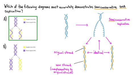 Semiconservative Replication Diagram