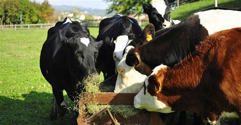 Mangimi Per Bovini I Diversi Tipi Di Foraggio