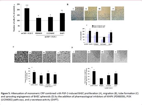 Common Angiogenic Signaling Pathways Induced By Monomeric C Reactive