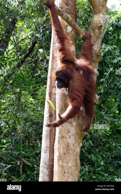 Borneo Orangutan Banana Hi Res Stock Photography And Images Alamy