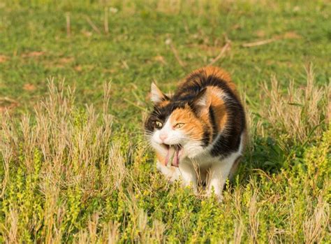 猫が吐きそうにしている5つの原因病院に連れて行く判断基準 ねこちゃんホンポ