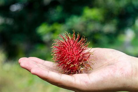 Mengenal Pohon Rambutan Jenis Ciri Dan Cara Merawatnya