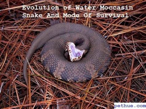 Evolution of Water Moccasin Snake And Mode Of Survival - Pethue