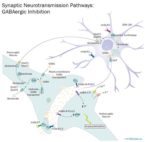 Synaptic Neurotransmission Gabaergic Inhibition R D Systems