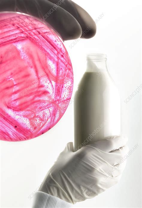 E. coli food poisoning - Stock Image - M874/0735 - Science Photo Library