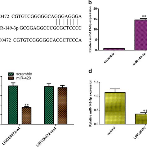 Linc Targeted Mir P Expression In Vsmcs A The Predicted