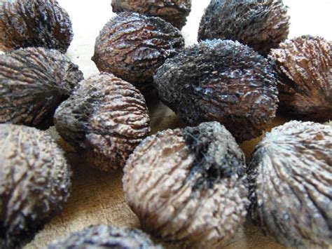 Have a black walnut tree here s how to harvest your nuts – Artofit