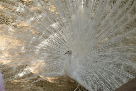 Kebun Binatang Burung Merak Foto Gratis Di Pixabay Pixabay