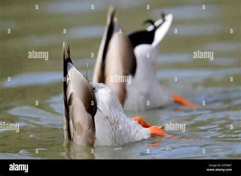 Two Mallard Ducks Anas Platyrhynchos With Bottoms Up Foraging Under