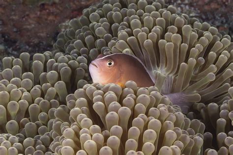 Diving the Similan Islands