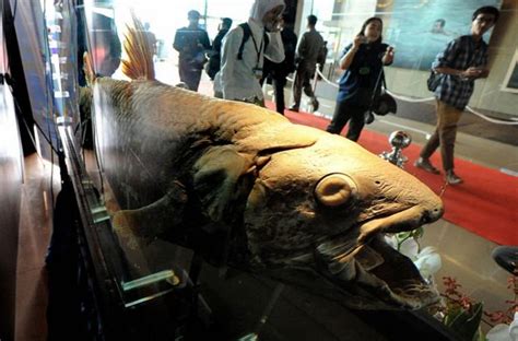 Ikan Purba Yang Ditemukan Di Sulawesi Dan Afrika Bisa Hidup Hingga