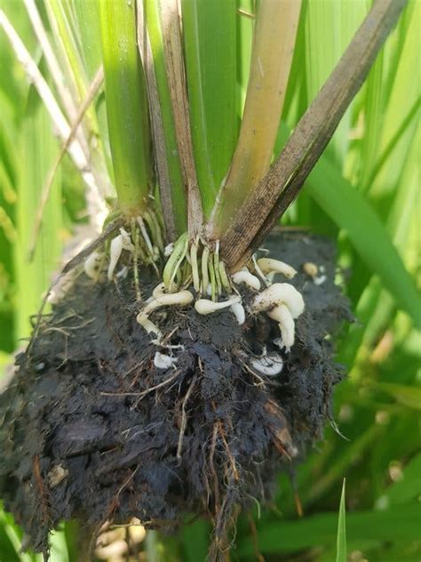 How To Identify Control And Deal With Root Knot Nematodes