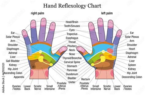 Hand reflexology chart description Stock Vector | Adobe Stock