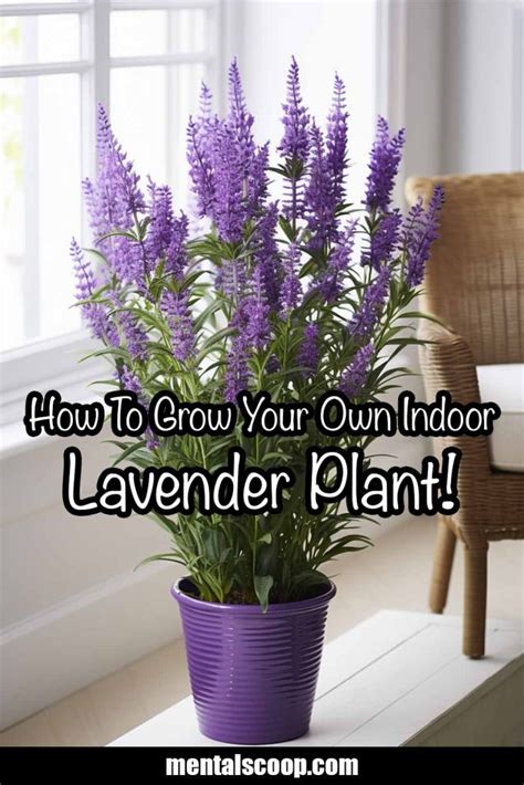 How To Grow Your Own Indoor Lavender Plant! - Mental Scoop