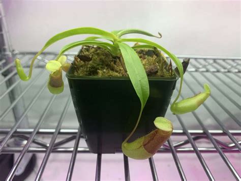 Nepenthes Ventricosa Carnivorous Plant Resource