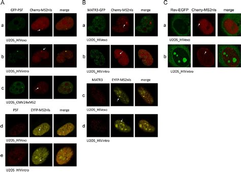 Sub Nuclear Localization Of Psf Matr And Rev A Localization Of Psf