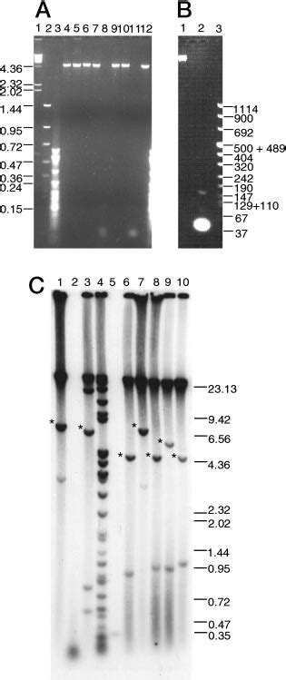 Analysis Of The Central Repeat Domain Of Ppg By Agarose Gel