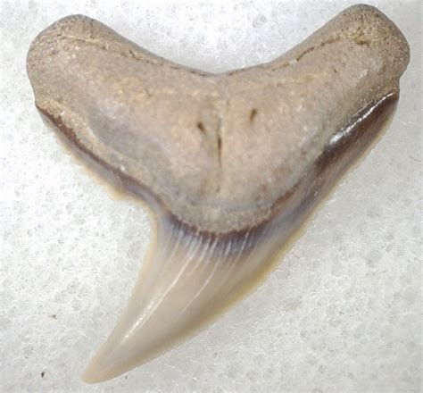 Galeocerdo Shark Tooth #3 | Fossils for Sale