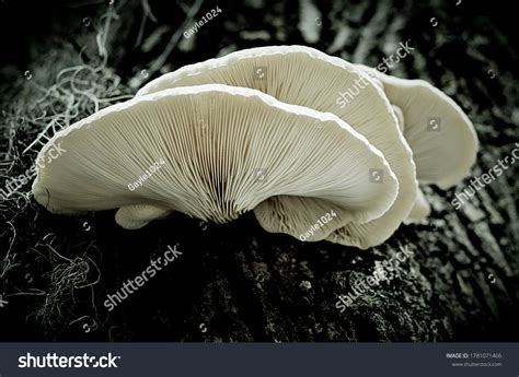 Pleurotus Ostreatus Pearl Oyster Mushroom Tree Stock Photo 1781071466