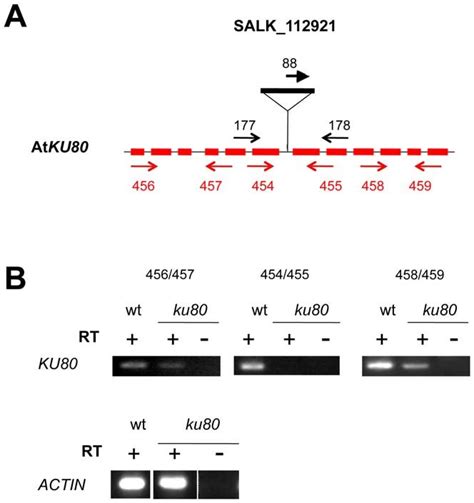 T Dna Insertion And Expression In Ku Mutant A Position Of The