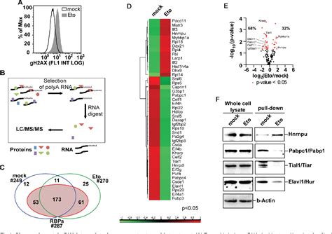 Figure 1 From Label Free Protein RNA Interactome Analysis Identifies