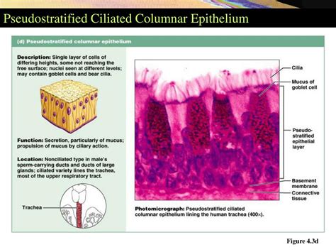 Ppt Tissues Powerpoint Presentation Free Download Id356154